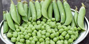 A Grade Fresh Green Pea