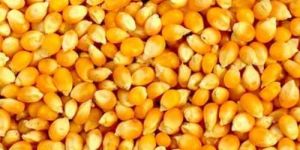 a Grade Yellow Maize