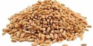 Indian Whole Wheat Grain