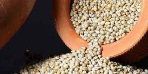 Natural A Grade Pearl Millet Seed