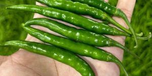Fresh Green Chili