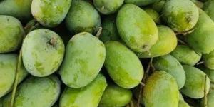 Premium Talala Gir Kesar Mangoes