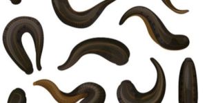 Medicinal Leeches