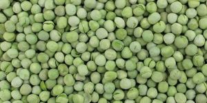 A Grade Dry Green Pea