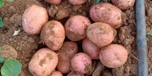 lady rosetta processing grade potato