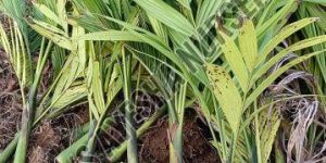 Hybrid Areca Nut Plants