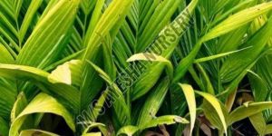 Hybrid Arecanut Plants