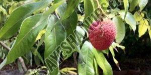 Litchi Plant