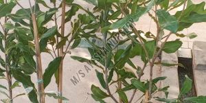 Macadamia Nuts Grafted Plant