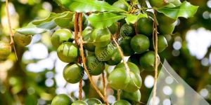 Macadamia Plant