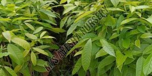 Mahogany Plants
