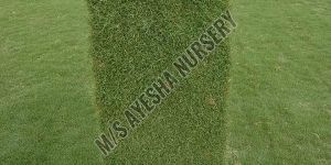 Natural Carpart Grass