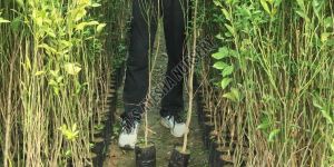 Orange Grafted Plant