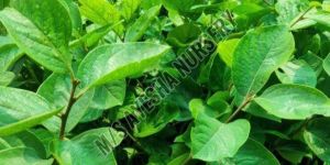 Persimmon Grafted Plant