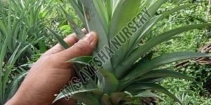 Pineapple Sucker Plants