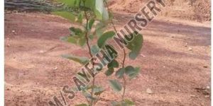 Red Sandalwood Plant