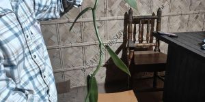 Vanilla Plant