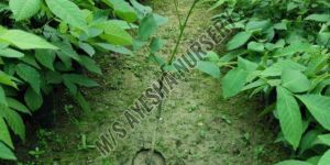 Walnut Plant