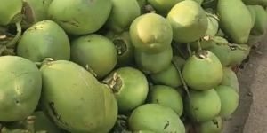 Green Tender Coconut