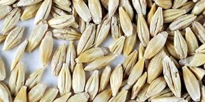 Natural Barley Seeds