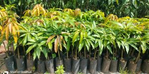 Keshar Mango Fruit Plant