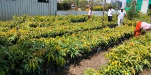 Mango Plants