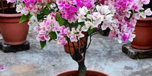 Big Bougainvillea Flower Plant