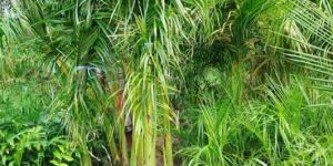 Bottle Palm Tree Plant