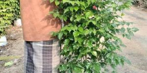 China Doll Indoor Plant