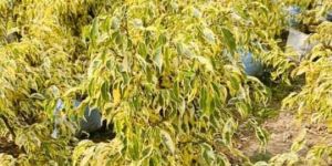 Clay Ficus Starlight Plant