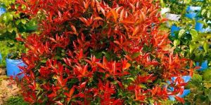 Eugenia Decorative Plant