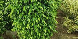 Ficus Benjamina Black Big Plant