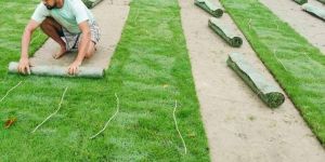 Fine Lawn Grass Carpet