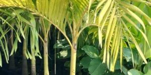 Golden Palm Plant