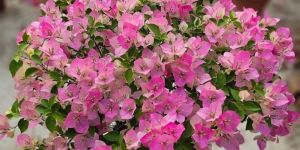 Hybrid Bougainvillea Flower Plant