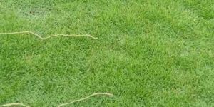 Mexican Carpet Grass