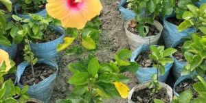 Natural Hibiscus Plant