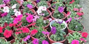 Petunia Flower Plant