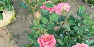 Pink Rose Plant