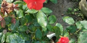 Red Rose Plant