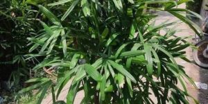 Rhapis Palm Plant