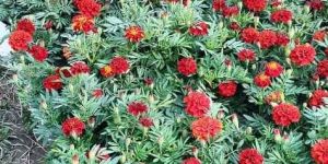 Seasonal Marigold Plant