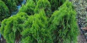 Thuja Outdoor Plant