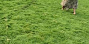 West Bengal Doob Natural Grass