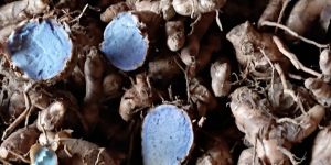 Black Turmeric