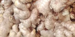 Fresh Ginger
