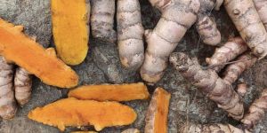 Fresh Turmeric Finger