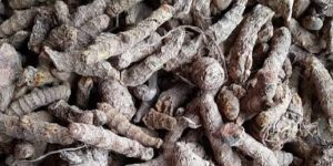 Unpolish Turmeric
