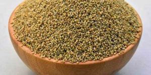 Browntop Millet Seeds