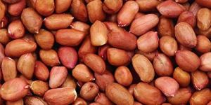 Organic Groundnut Seeds